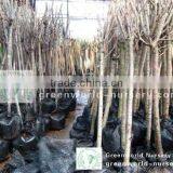 Prunus Serrulata D5cm thumbnail-1