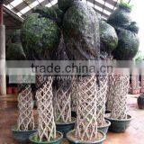 Ficus Benjamina Packed thumbnail-1