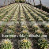 Echinocactus Grusonii Nursery thumbnail-1