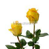 Promotional Ecuador Rose Yunnan Fresh Cut Roses Flowers Black Rose Bushes for Sale thumbnail-5