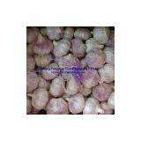 China Fresh Garlic thumbnail-2