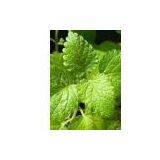 Melissa Extract(huping@nutra-max.com) thumbnail-1