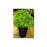 Rotomolding Flowerpot, Plastic Flowerpot