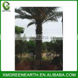 Phoenix sylvestris palms trunk 4m