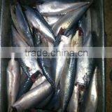 Frozen Pacific Mackerel HGT Scomber Japonicus thumbnail-4