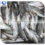 Horse Mackerel Variety And Fish Category Horse Mackerel thumbnail-6