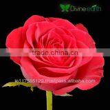 Cut Rose thumbnail-2