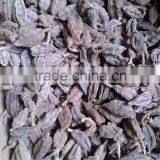 spices and herbs, new crop black cardamom with best price