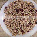 Light speckled kidney bean round shape