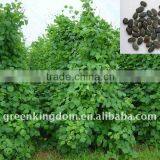 Goats Loved Forage Plant Lablab Bean Seed thumbnail-1