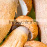 Detan Dried Porcini Mushrooms for Sale thumbnail-6