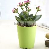 Thicken Colorful Cylinder Plastic Plant Pot-3.5inch