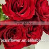 For Hotels/Offices/Wedding Flower Natural Fresh Cut Flowers Roses Black Magic Flower From Kunming thumbnail-4