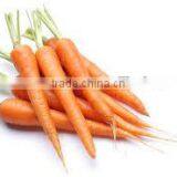 Carrot Oil thumbnail-3