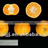 Yongchun Lugan Orange thumbnail-1