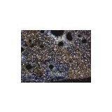 5.0MP CMOS Digital Microscope Camera thumbnail-2