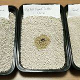 Rose/Lemon/Coffee Scent Flavor Bentonite Clay Cat Litter thumbnail-2