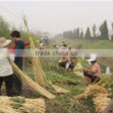 Huoqiu County Shou Shang Wickerwork Handicraft Co., Ltd. company overview - view 1 thumbnail