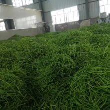 Sweet Potato Stem thumbnail-4