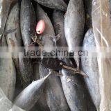 Frozen Bonito thumbnail-4