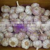 Chinese Fresh Normal White Garlic New Crop 2016 Top Quality thumbnail-3