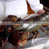Live Candian Lobster thumbnail-2