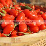 FDA Registered USA Organic Goji Berries Wholesaler thumbnail-1