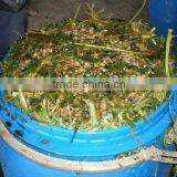 Corn Silage for Animal and Poultry Feed