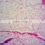 Tulang Rawan Hyalin Mikroslide,Indonesia Prepared Slides thumbnail-5