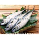 Hot Sale Long Spanish Mackerel Supply thumbnail-1