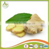 Professional Ginger Supplier Fresh Old Ginger thumbnail-1