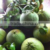 Green Skin Grapefruit Vietnam thumbnail-4