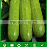 NSQ101 Haoa Green Quality Hybrid Zucchini Seeds, Vegetable Seeds thumbnail-1