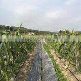 Plentirain Pressure-compensating Drip Irrigation Tape thumbnail-4