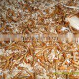 Yongzheng 25mm Freeze Dried Tenebrio Molitor ;Dried Tenebrio Molitor ; Tenebrio Molitor for Birds thumbnail-6