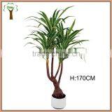 Artificial Yucca Elephantipes Tree With Leaves Edge in Golden for Landscape Decoration thumbnail-1