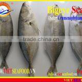 FROZEN BIGEYE SCAD WHOLE ROUND thumbnail-2