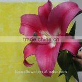 World Class Fresh Pink Lily Robina Flowers China Supplier thumbnail-2