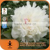 Chinese directly supply herb white red peony root p.e.paeoniflorin