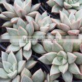 Graptopetalum Ametorum , Grapes Hybrid Decorative Plants Echeveria, Succulent Plants, Tropical Plants thumbnail-1