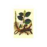 Giant Knotweed Extract/Resveratrol thumbnail-1