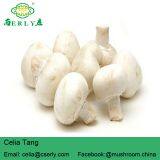 Fresh Champignon Mushroom thumbnail-2