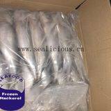 Frozen Pacific Mackerel Seafoods With Land Frozen Quality 300-500 thumbnail-2