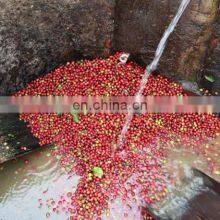 Coffee Bean Degumming Machine for Coffee Bean Pulp Remove thumbnail-5
