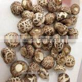 High Quality Dried Shiitake Flower Mushroom thumbnail-1