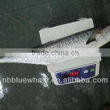 Good Quality Frozen Spanish Mackerel New Arrivals Spanish Mackerel 500-1000g 1000-2000g Scomberomorus Niphonius