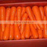 Fresh Carrot India/Fresh New Crop 2016 Carrot thumbnail-6