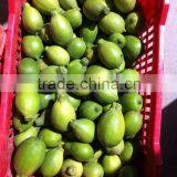 Green Adalia Lemon thumbnail-1