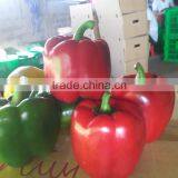 FRESH SWEET BELL PEPPER thumbnail-2