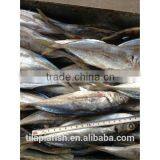 Frozen Chilean Horse Mackerel Whole Round thumbnail-1